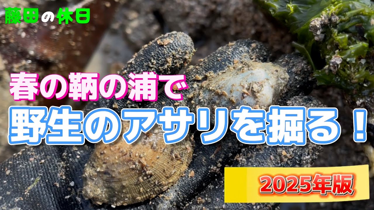 【鞆の浦】親子で野生のアサリを掘る！【2025年潮干狩り】
