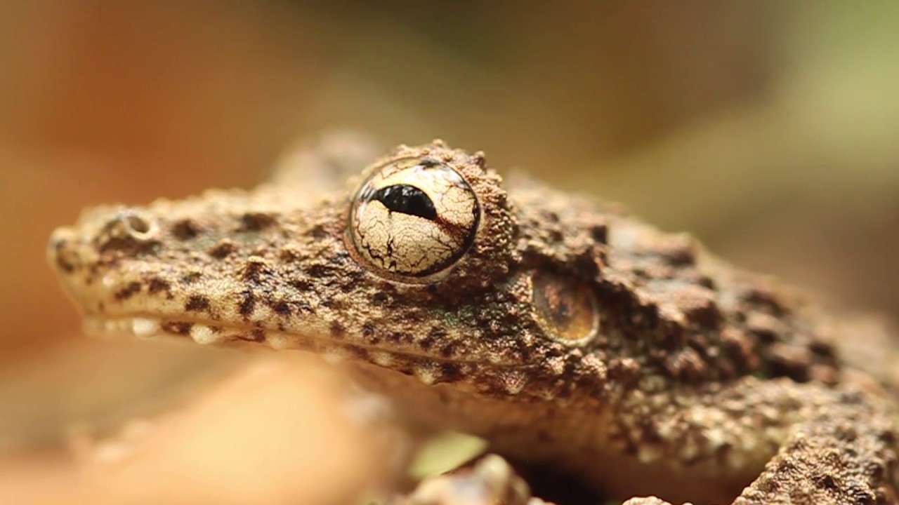 AP Orientation Go Herping Panama 2016 version sous titrée