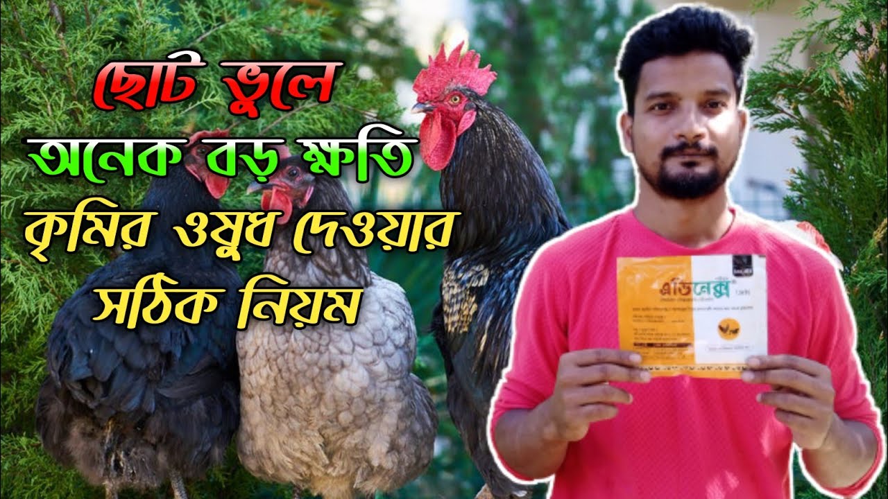 মুরগিকে কৃমির ওষুধ দেওয়ার সঠিক নিয়ম #shakilfarming #murgipalon #desimurgikhamar