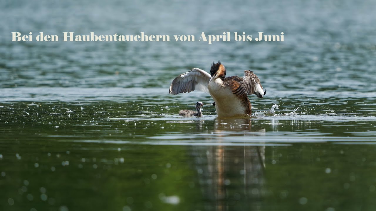 Bei den Haubentauchern von April bis Juni