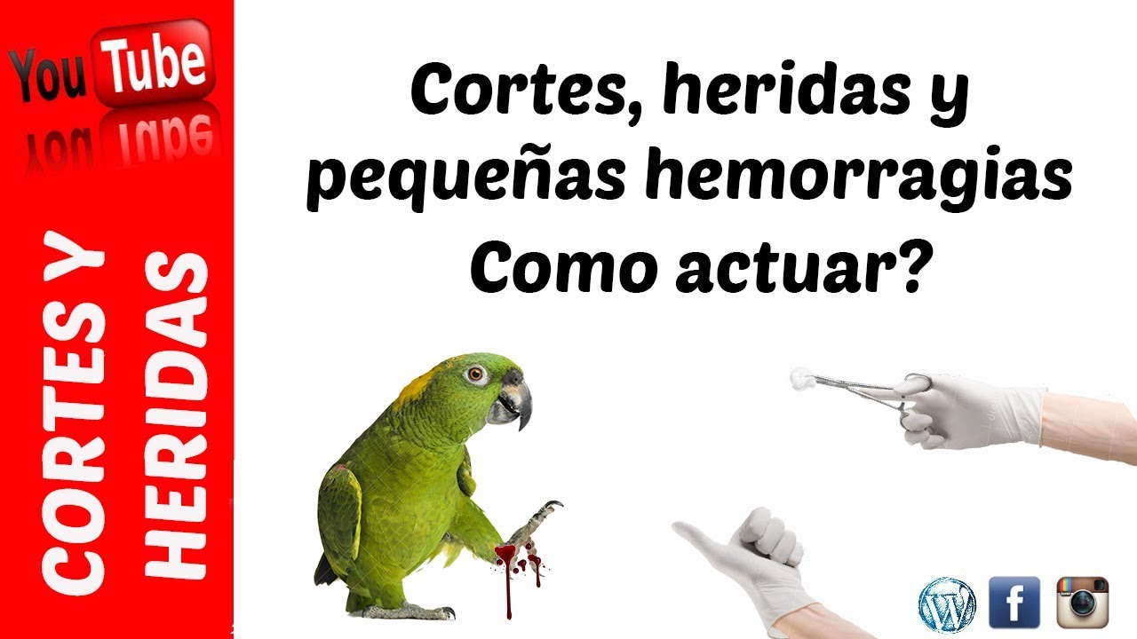 Primeros auxilios - Cortes y heridas