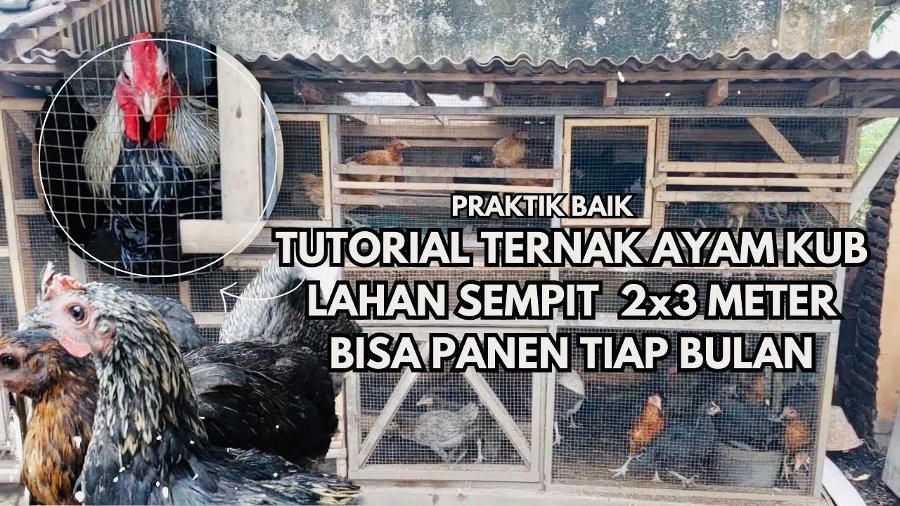 TUTORIAL TERNAK AYAM KUB LAHAN SEMPIT 2X3 METER, BISA PANEN TIAP BULAN