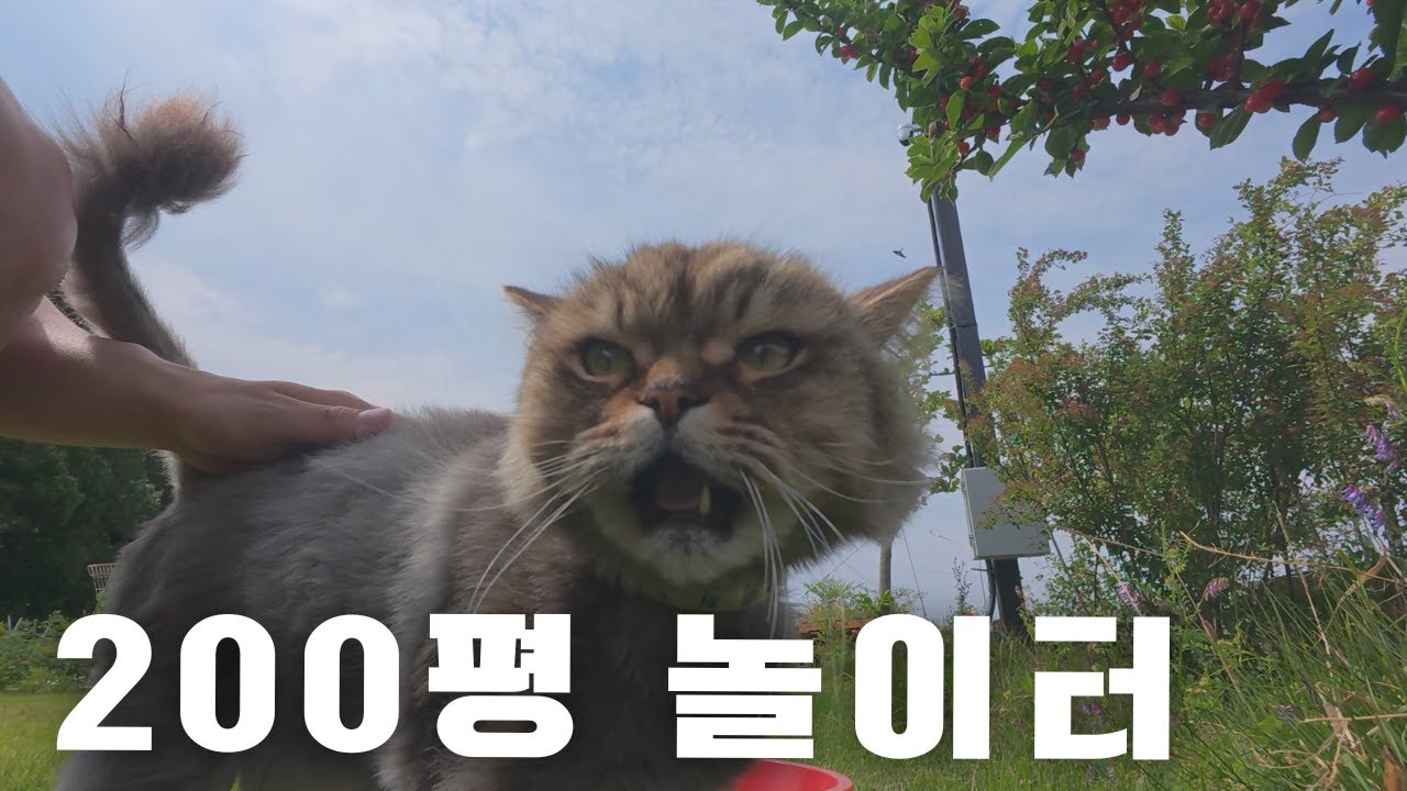 삶의 질 상위 0.1% 고양이 뭉치