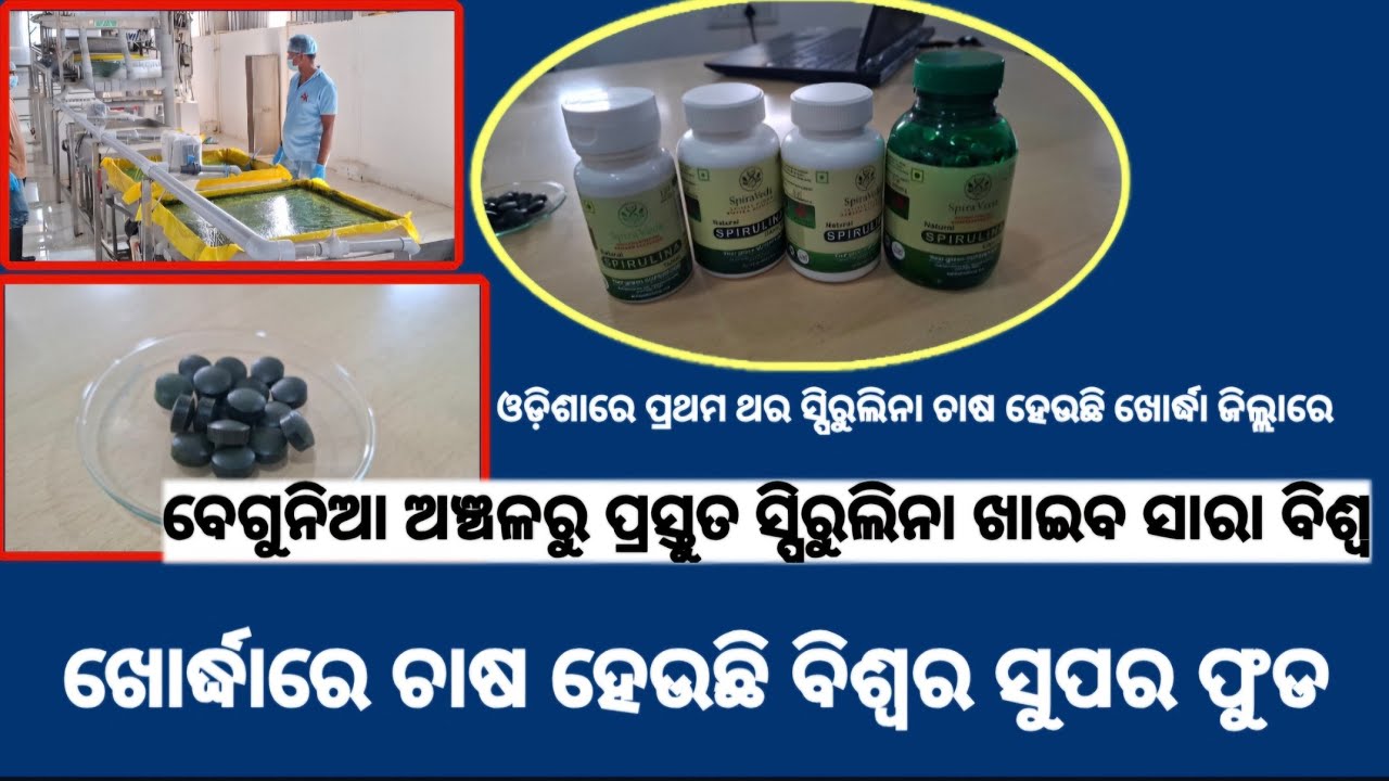ରାଜ୍ୟରେ ପ୍ରଥମ କରି ଖୋର୍ଦ୍ଧା ଜିଲ୍ଲାରେ ଚାଷ ହେଉଛି ସୁପରଫୁଡ ସ୍ପିରୁଲିନା #spirulina #cultivation #khordha 