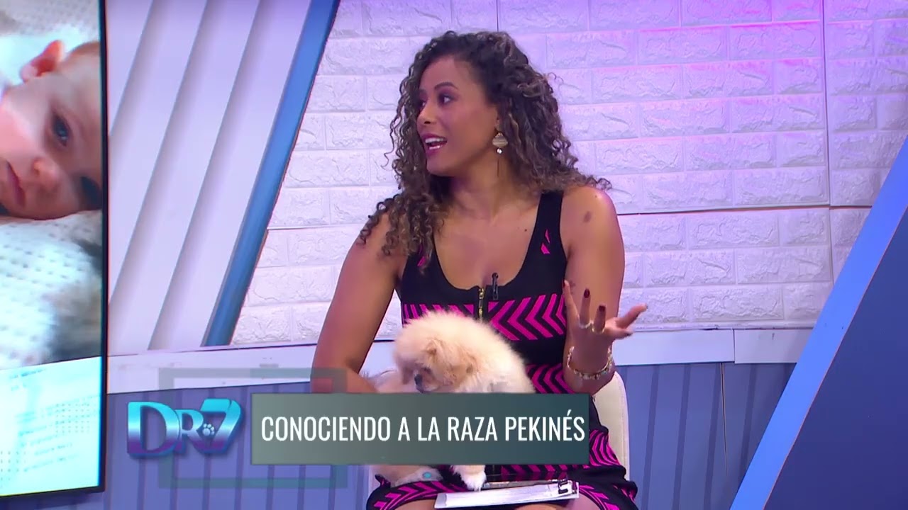 DOCTOR 7 VETERINARIA JUEVES 22 ENERO 2026 | CONOCIENDO A LA RAZA PEKINÉS