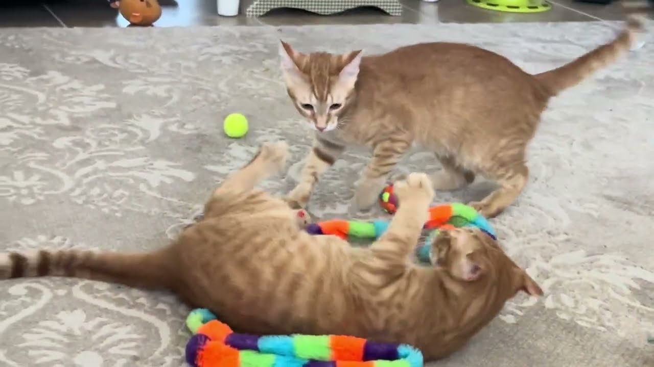 Kitty Playtime, Rolling and Tackling each other, Watching Squirrels 