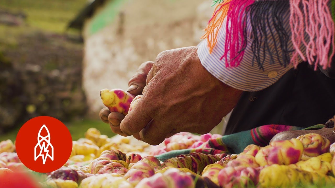 El agricultor peruano que siembra 400 variedades de papa