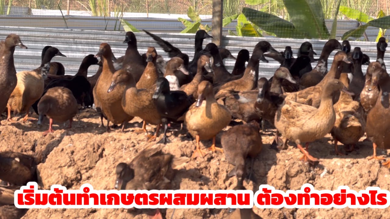 วิธีการเริ่มต้นทำเกษตรผสมผสาน ทำอย่างไรให้มีรายได้ ต่อเนื่อง ที่จังหวัดชัยภูมิ