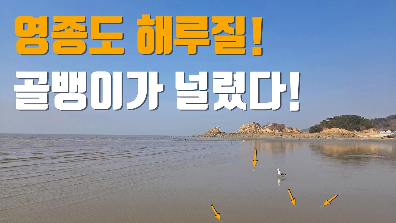 영종도 해루질! 골뱅이 밭을 발견하다! 근데 사이즈가..
