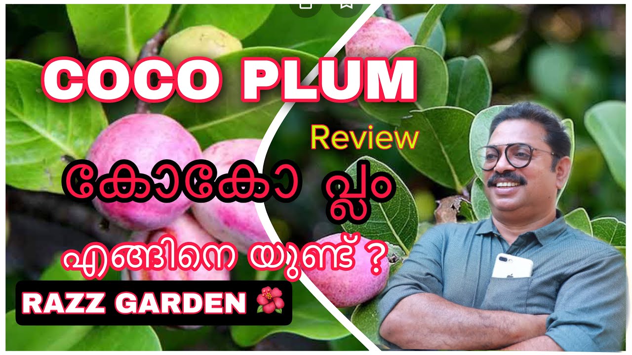 COCO PLUM REVIEW കോകോ പ്ലം എങ്ങിനെ യുണ്ട് ?
