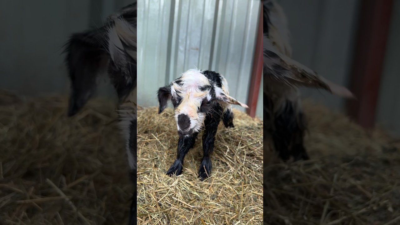 NEW BABIES JUST BORN!!!