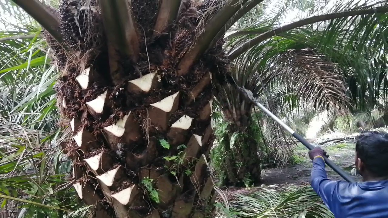 Proning pokok sawit (hantu) guna mesin..