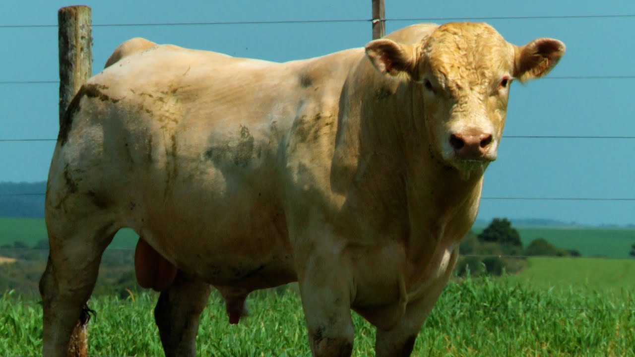 Lote 24 - Tat.2107 - Touro Charol&ecirc;s 06/OUT | Camargo Agro