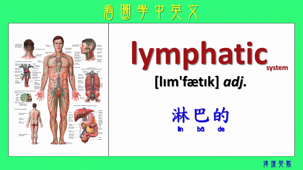 看圖學中英文 63 身體系統 (Learning Chinese and English Vocabularies about body systems)