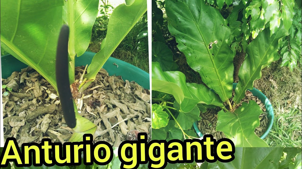 ANTURIO EX&Oacute;TICO /ANTURIO HOOKERI