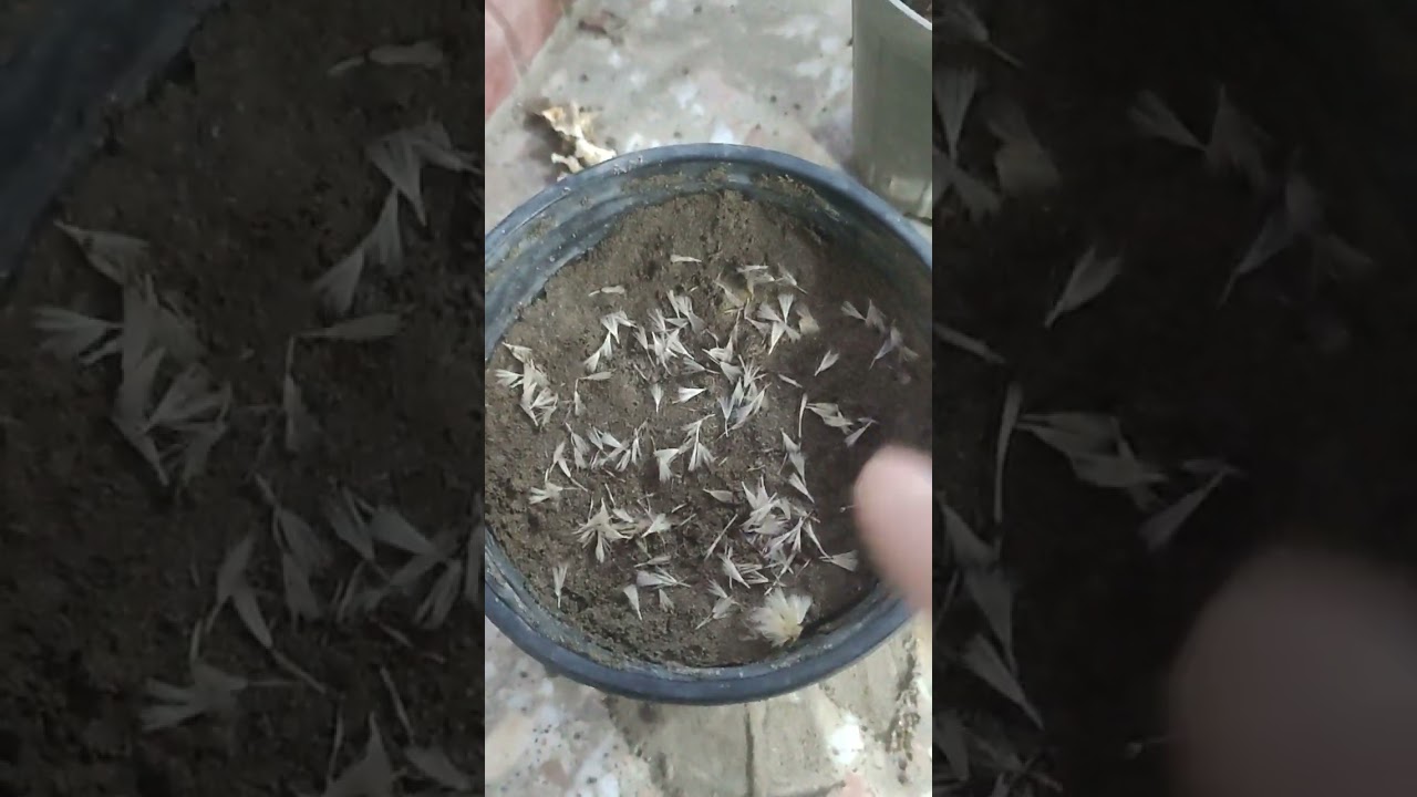 زراعه ورد الجربرا من البذور