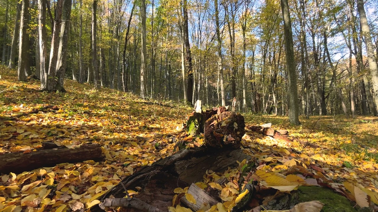 Autumn Forest | 1HOUR of wind and leaves