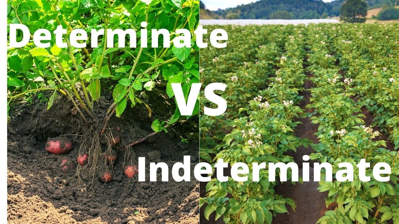 What are Determinate and Indeterminate Potatoes | Day 19 of 100  Seed Challenge