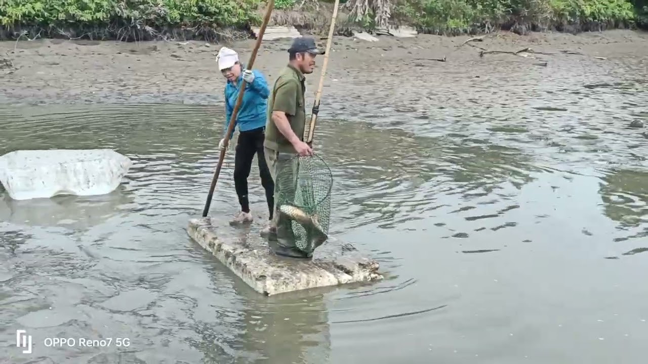 Xuống Ao Bắt Cá 🐟🎏🎏🎏 khủng Cùng Chinh Vũ, Chinh Vũ Vlogs 