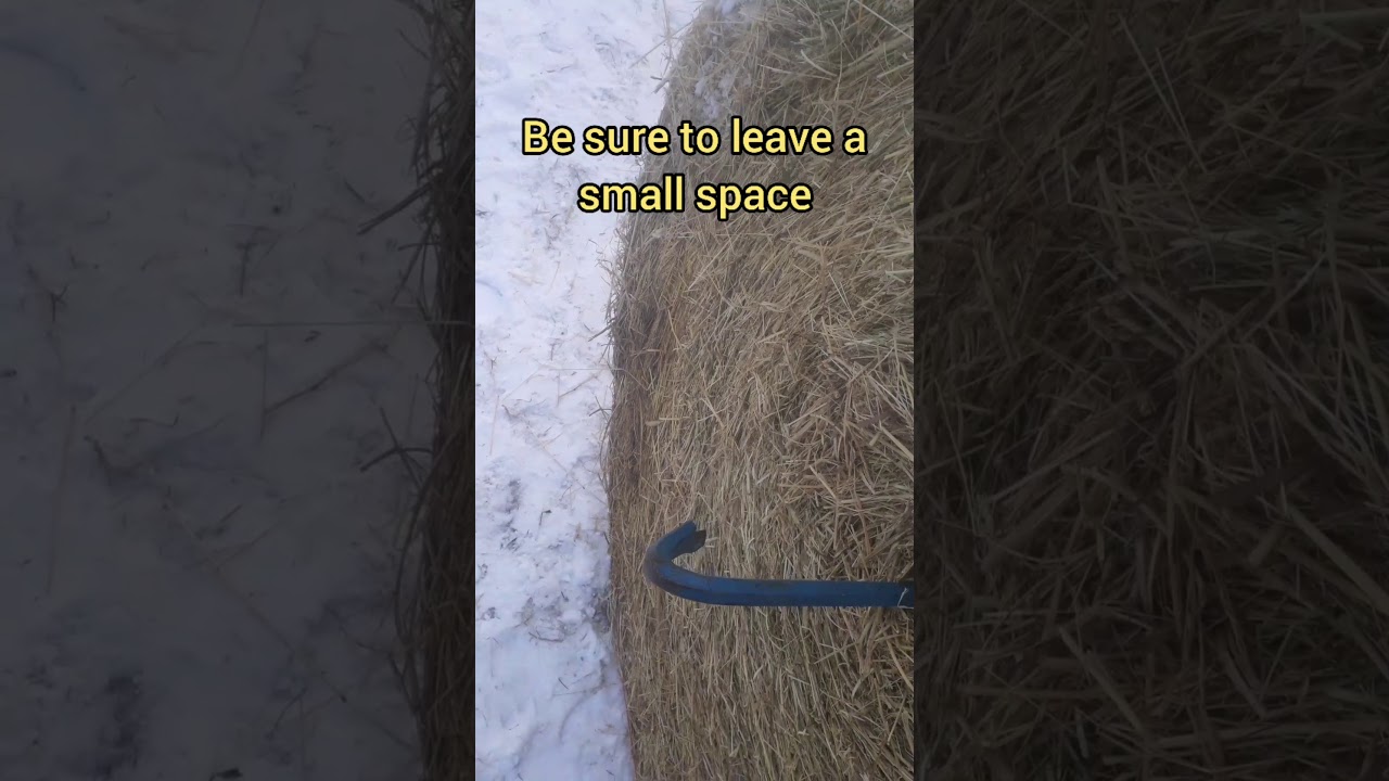 Moving a large round hay bale with a single draft horse