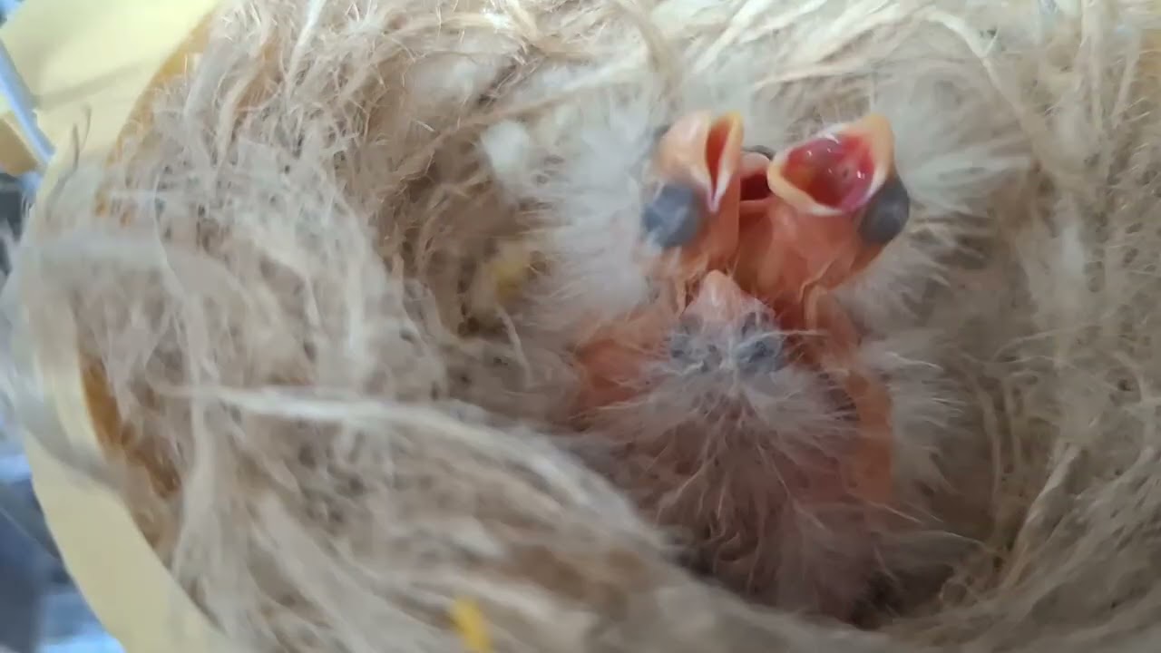 Sotos The Birds:Βροχερές Καλησπέρα Σε Όλους Μάς...