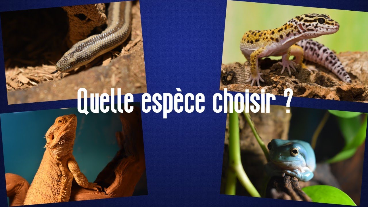 QUELLE ESPECE CHOISIR POUR DEBUTER DANS LES REPTILES ! (Quel lézard, quel serpent ?)