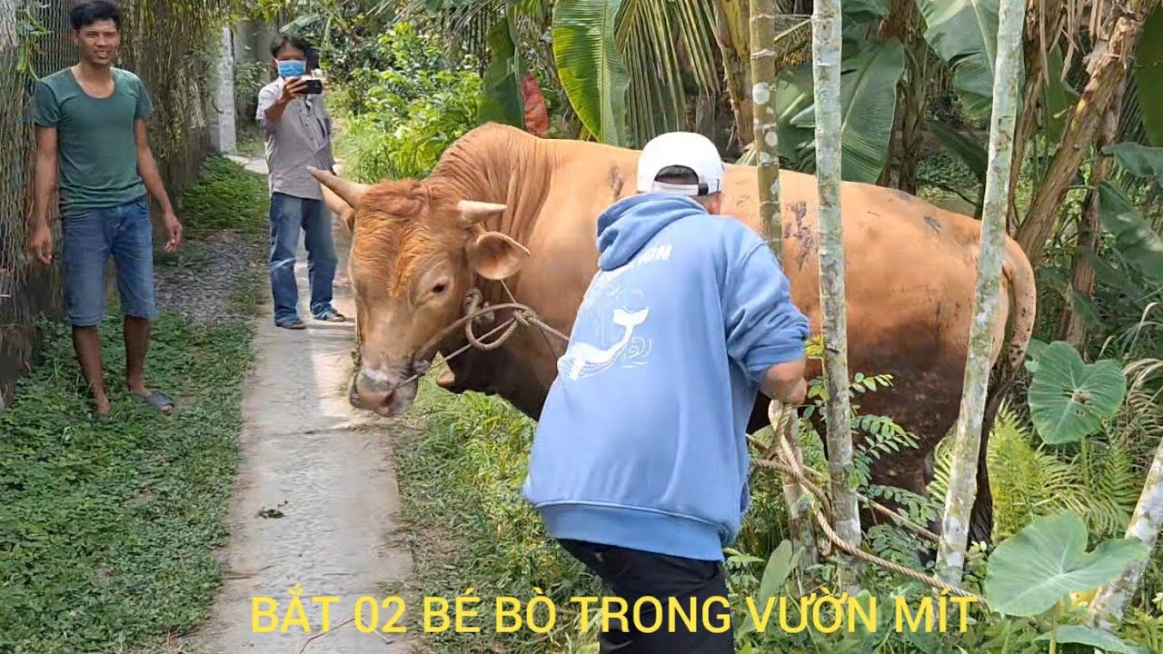 Bắt 02 bé bò trong Vườn Mít ở Bình Minh...