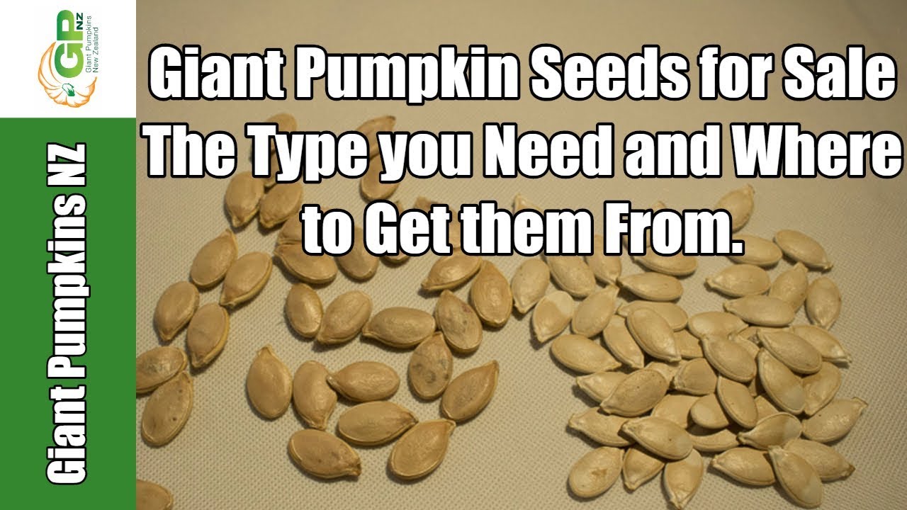 Where to get giant pumpkin seeds from and the variety you need