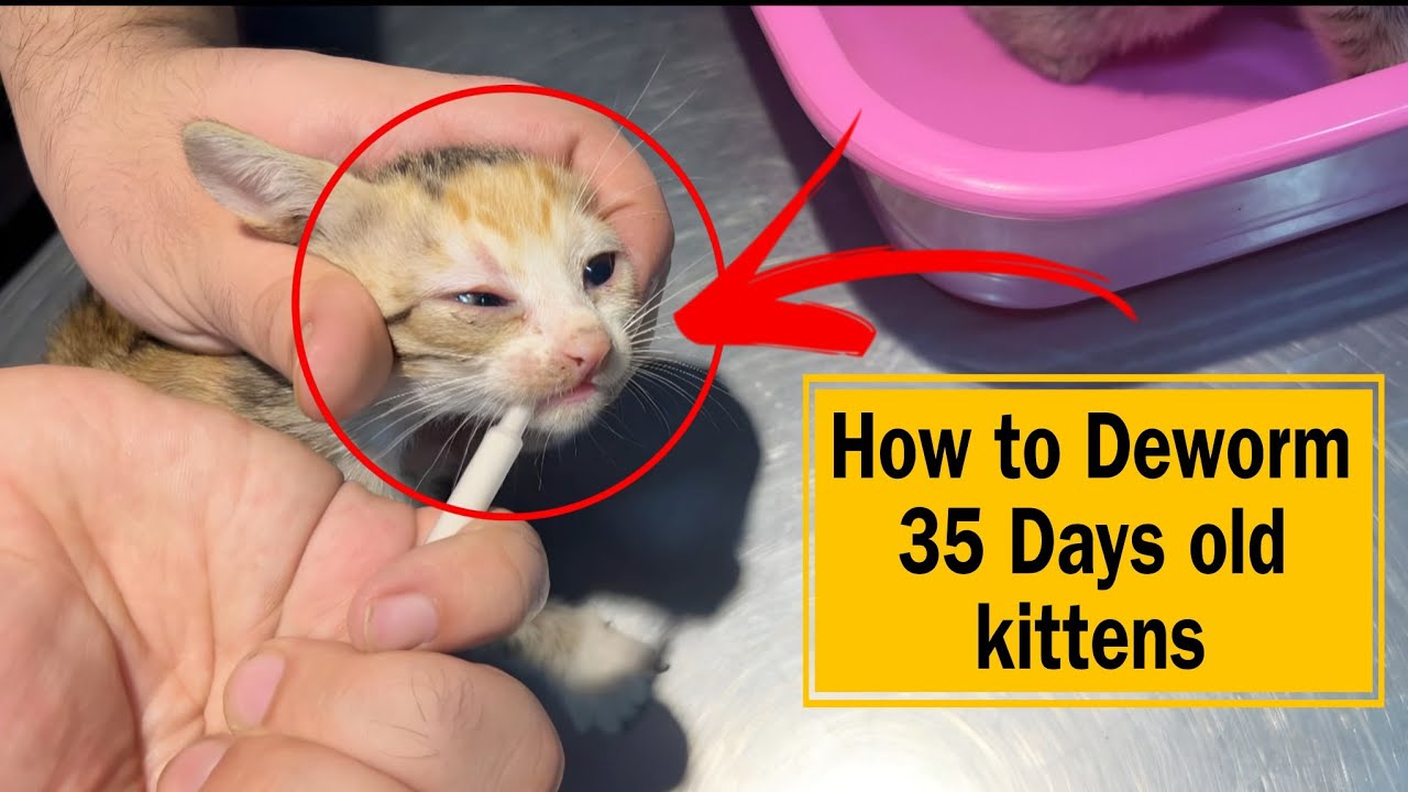 Deworming of young kittens | How to deworm Cats and kittens