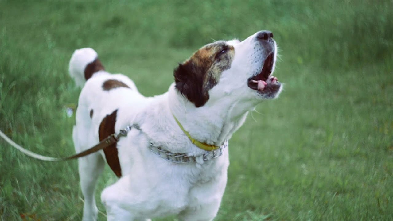 Hundebellen, Bellender hund sound, Dog barking 8