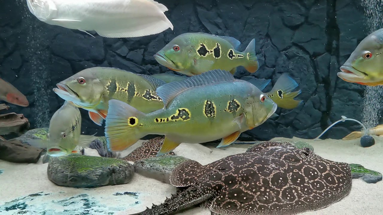 Cichla intermedie , orinocensis , melanie , monoculus . Albino arowana , albino Pacu ,