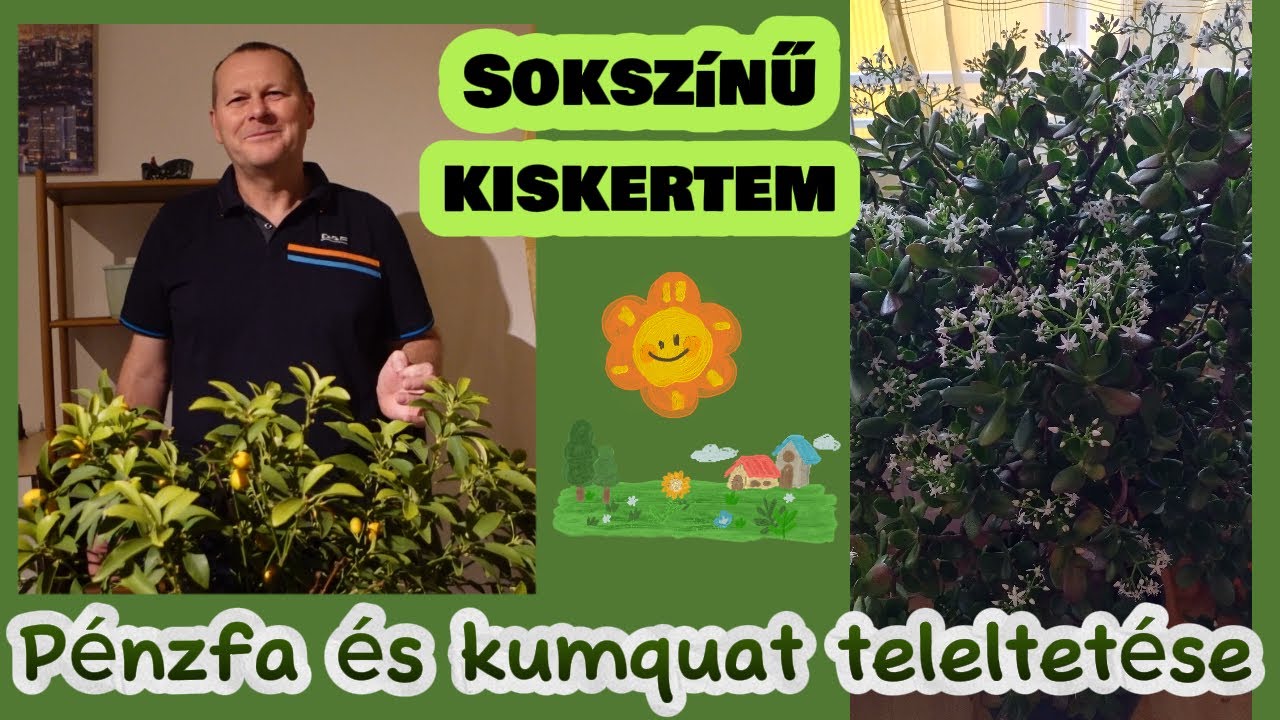 Cserepes fáink teleltetése pozsgafa és kumquat