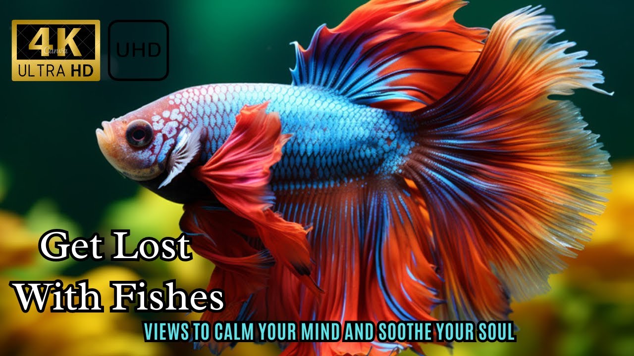 4 Hours of Tranquil Fish Views: Relaxing Underwater Scenes in 4K