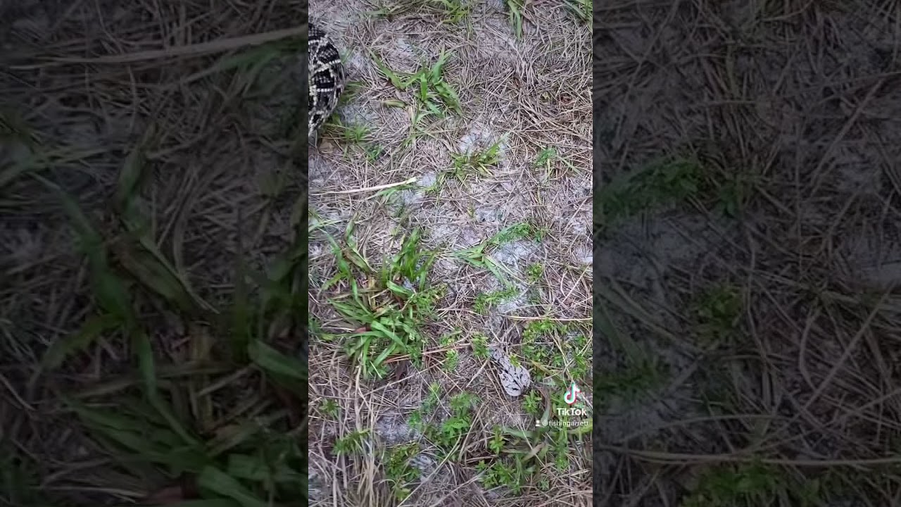 Eastern diamondback rattlesnake