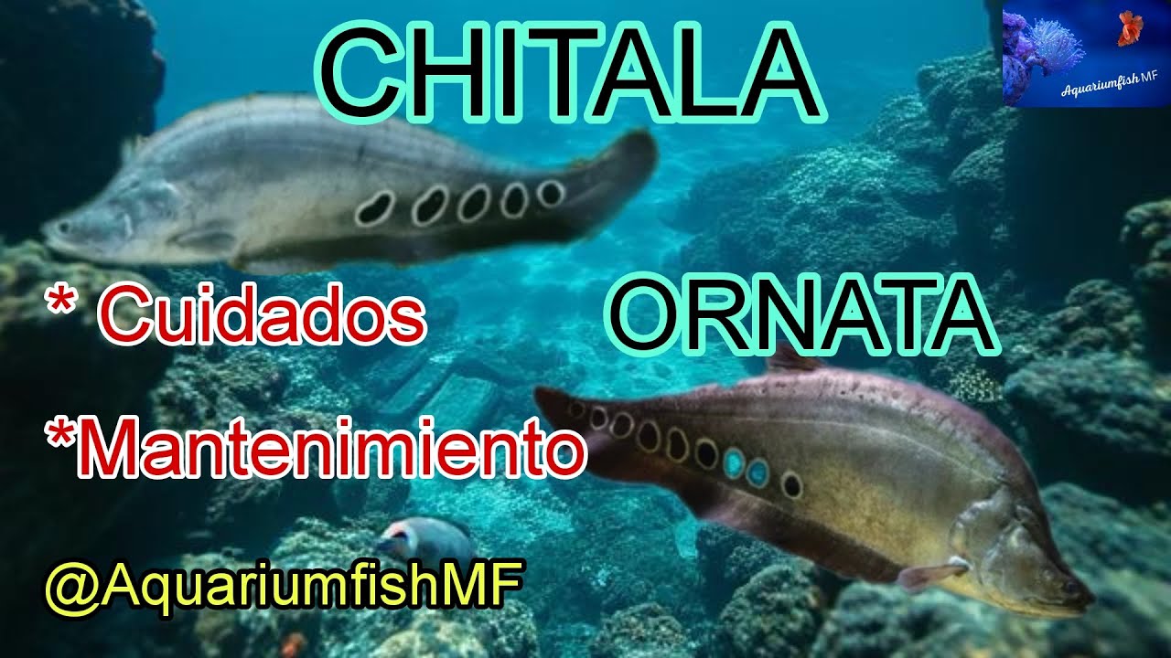 Pez Cuchillo Payaso - Chitala ornata