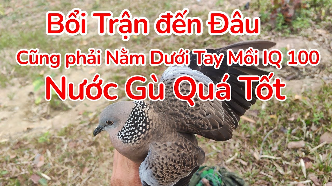 Chim cu gáy Mồi  iQ 100 Tiếp Tục Lập Công Bổi Đồng Nước Gù Quá Tốt