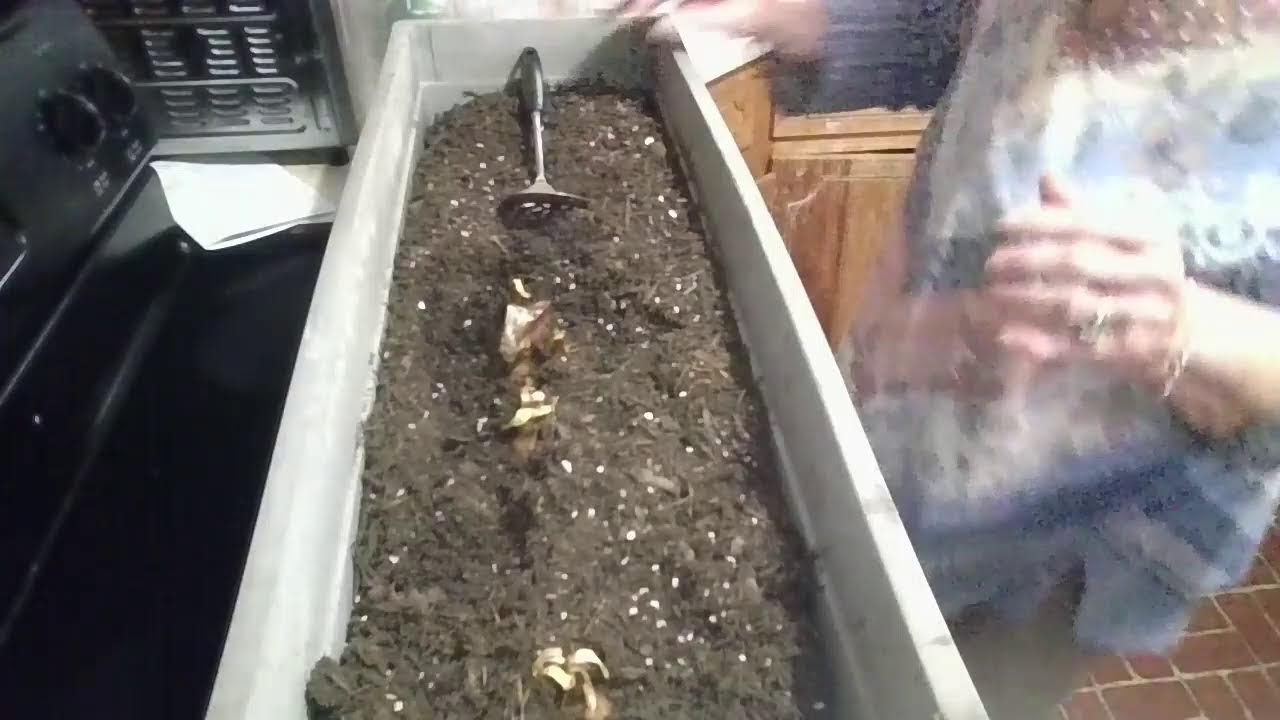 Planting Buttercups