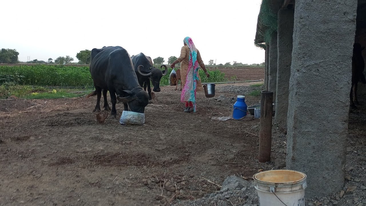 Aaje to apde gavar autar va na huta