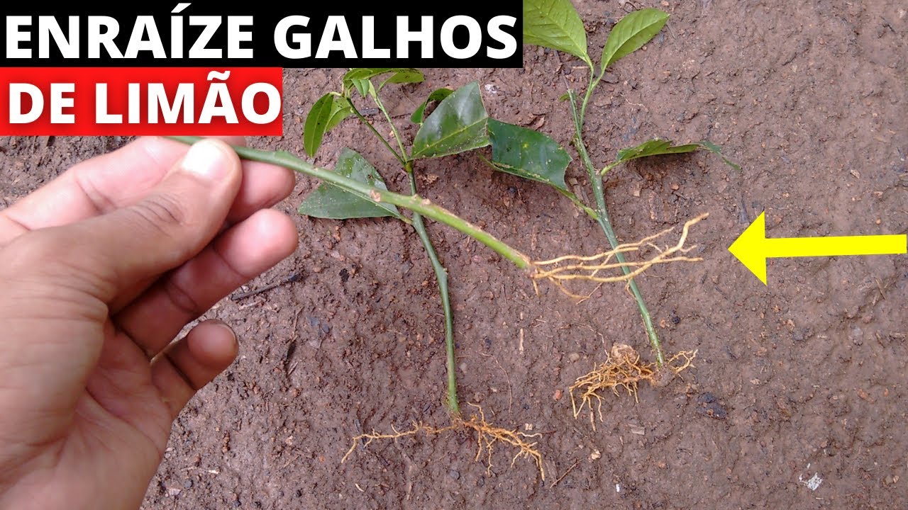 Como plantar limão pelo galho