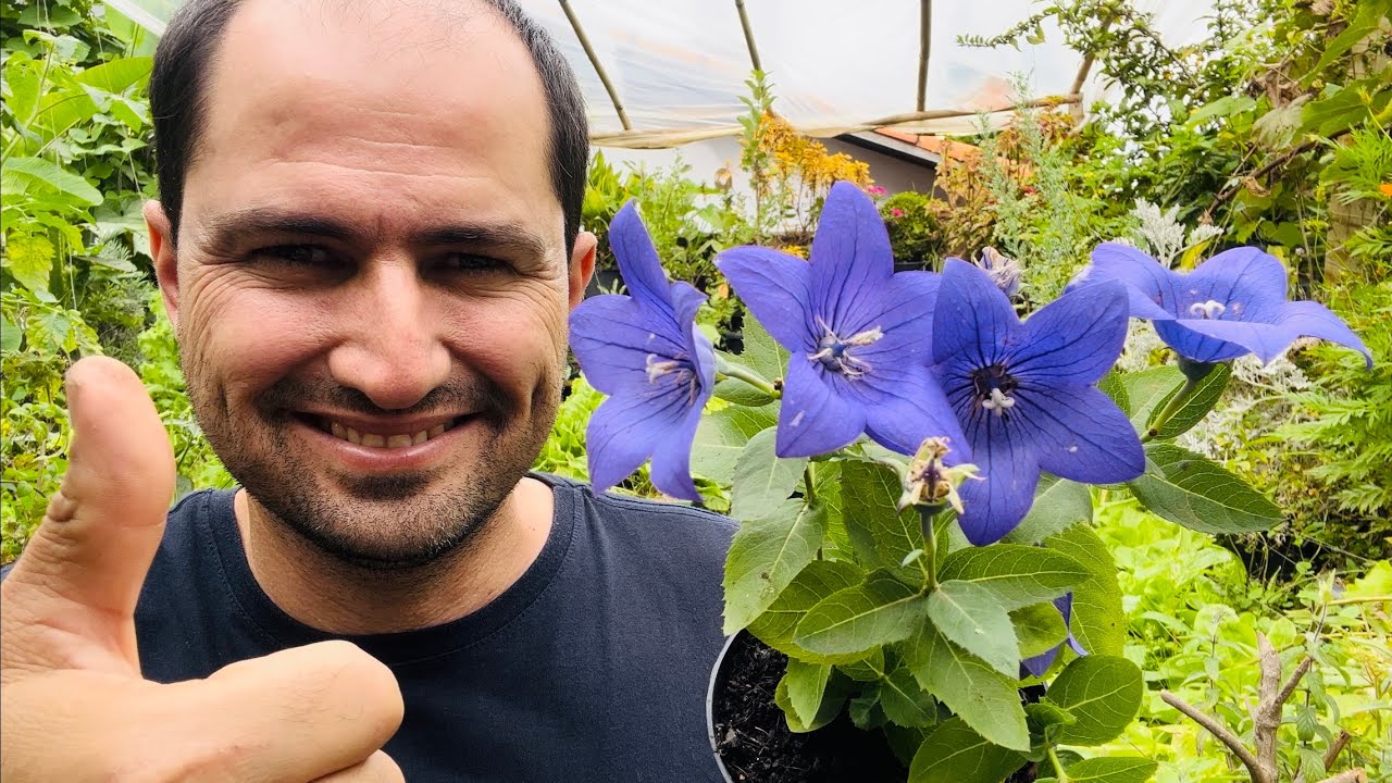 COMO PLANTAR CAMPAINHA CHINESA CORRETAMENTE