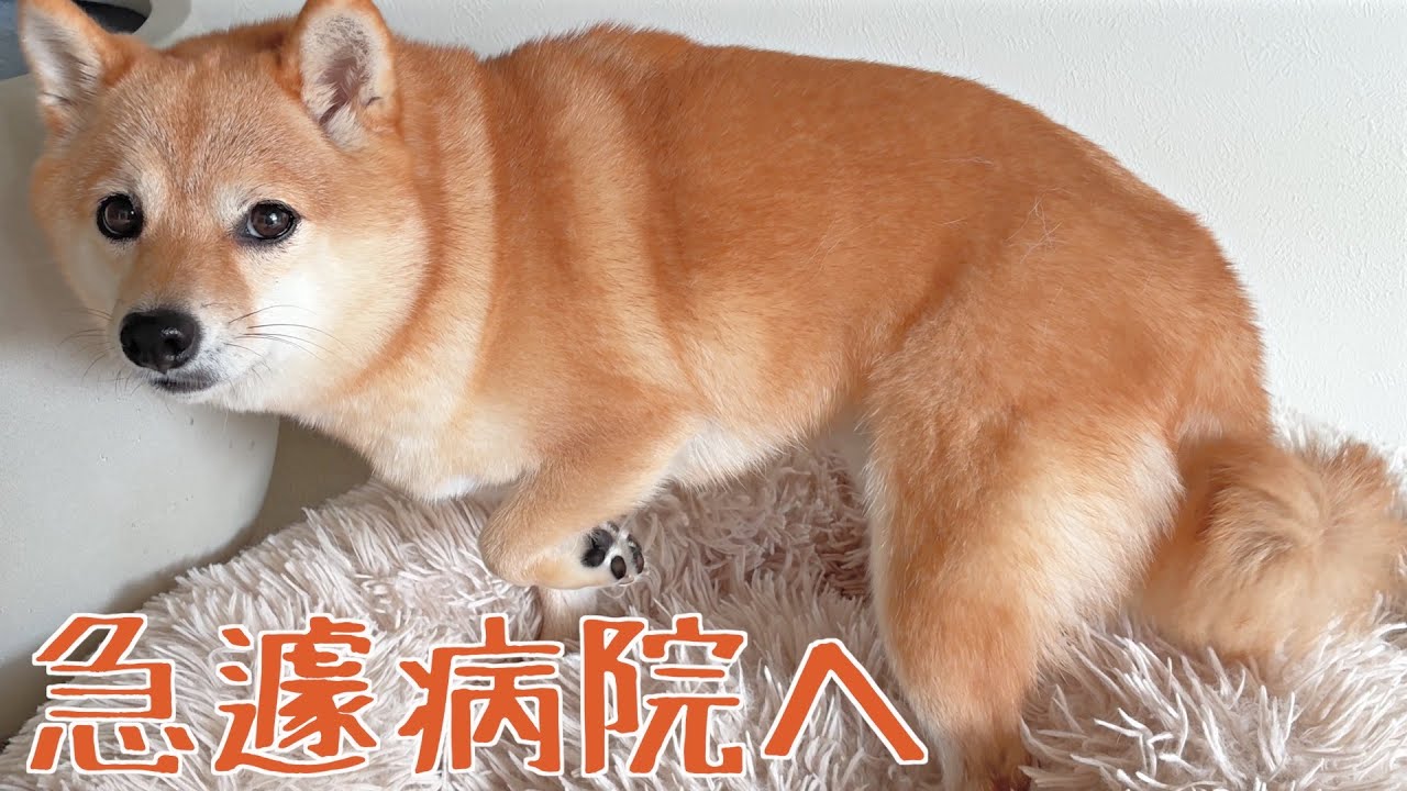 愛犬がヘルニアかもしれません...