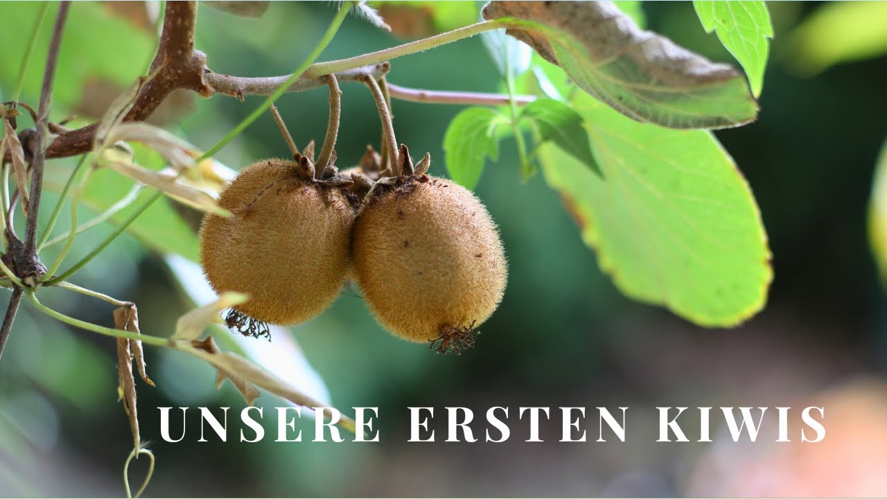 Erste Kiwis im Permakulturgarten 🥝🌱 Ernte, Pflege & unsere Lagerung