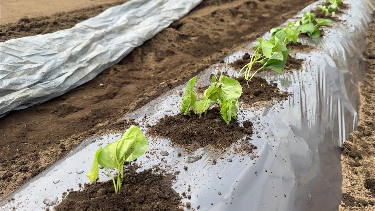 さつまいも植える時コレやると大きく育ちます！初心者も簡単で失敗しない苗の植え方（肥料と水やり〜マルチと畝立て〜植え付け〜栽培管理）24/4/27