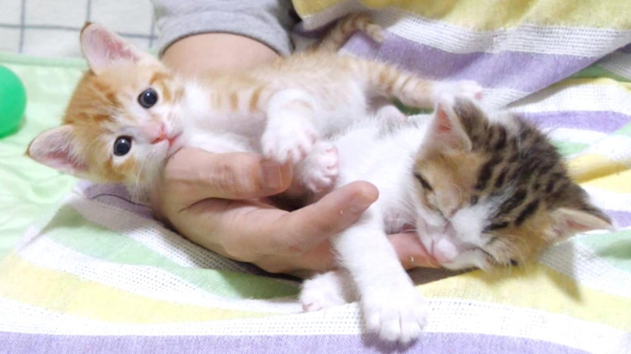 仲良し過ぎる子猫達が右手に集合して重たいです(^^;)【赤ちゃん猫　保護猫】