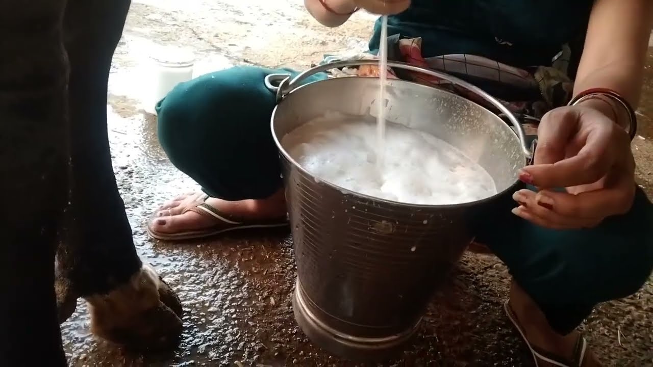 real time of cow milking just 5 mins #viral @Sochika-seema @souravjvlogs