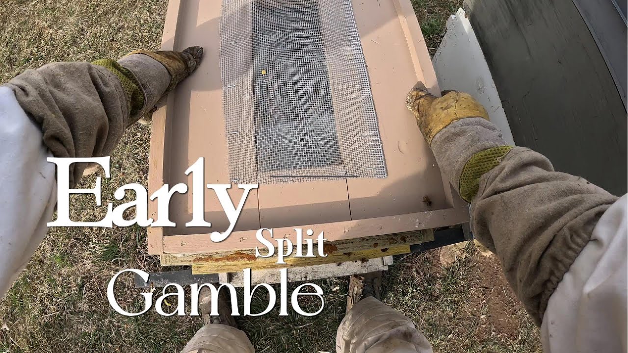 Danger Beekeeping: Early Spring Split.