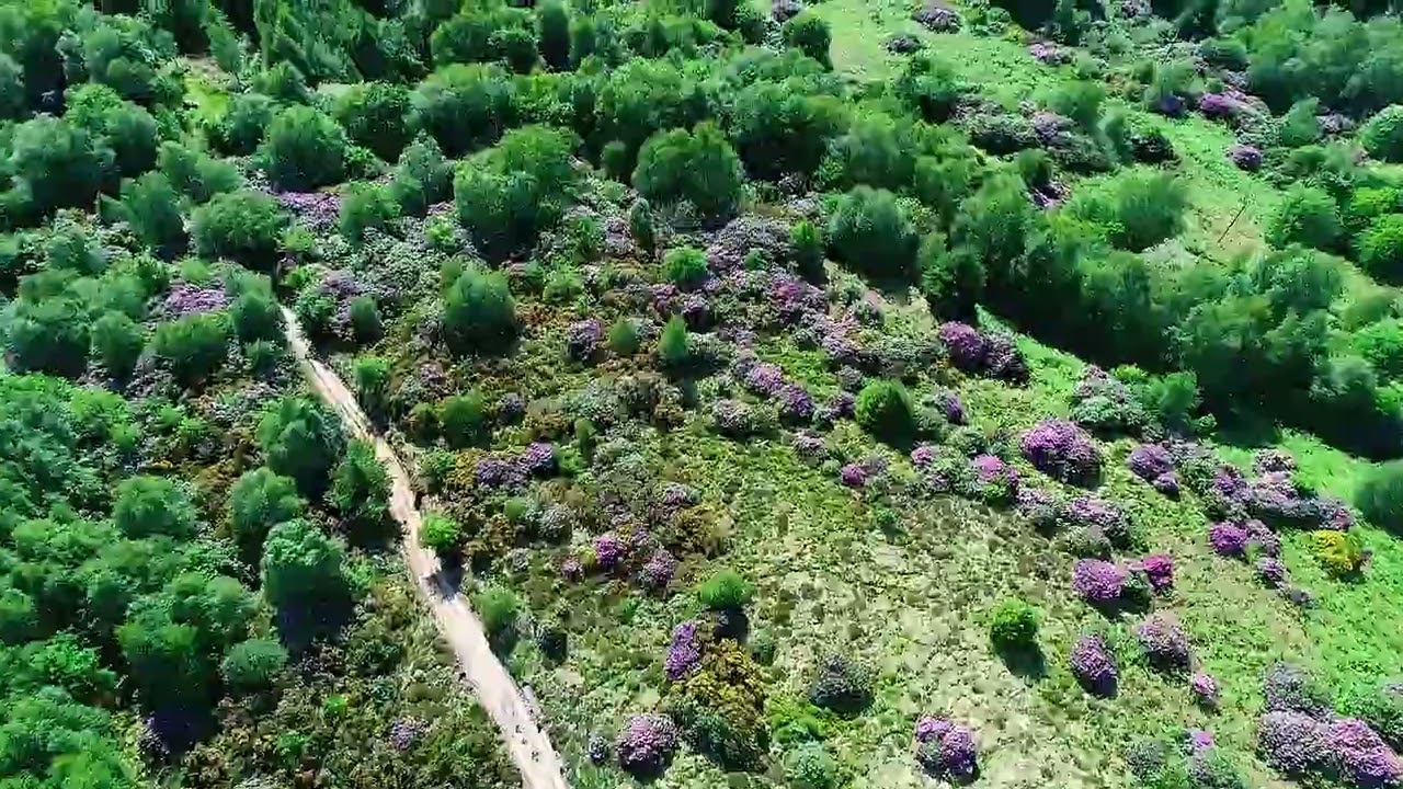 Using drones to survey for rhododendron ponticum in Scotland's rainforest | FLS
