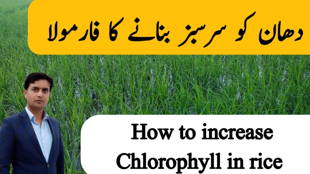 Formula for making rice lash green | How to increase rice greening | Benefits of magnesium in rice