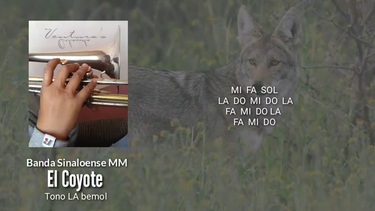 EL COYOTE en TROMBON / Banda MM |VENTURA