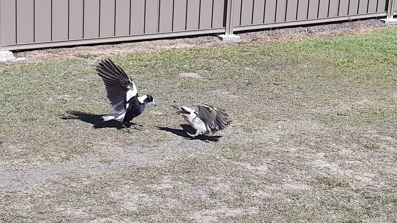 KOOKABURRA vs MAGPIE fight!